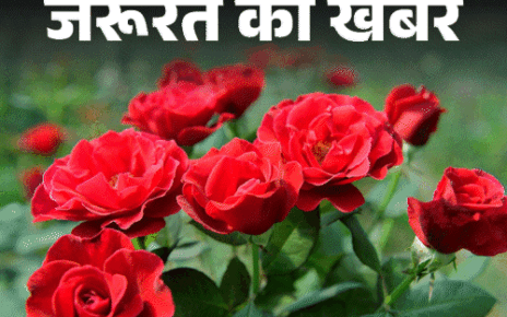 गर्मियों में जल्दी सूखते हैं तुलसी, धनिया और गुलाब:  तापमान 40 डिग्री से बढ़ने पर पौधे मुरझाते हैं; पौधों को सूखने से कैसे बचाएं