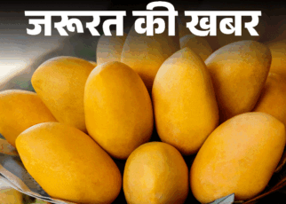 जरूरत की खबर- कैल्शियम कार्बाइड से पका आम नुकसानदायक:  FSSAI ने दी चेतावनी, आम खरीदने से पहले रहें सतर्क, ऐसे करें पहचान