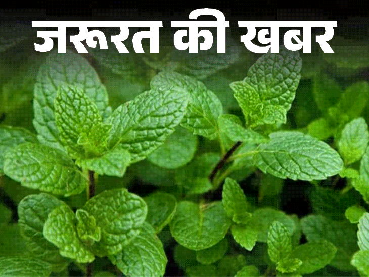 जरूरत की खबर- पुदीना शरीर को देता है ठंडक:  वजन घटाए, डिहाइड्रेशन से बचाए और डायबिटीज करे कंट्रोल; जानें किसे नहीं खाना चाहिए