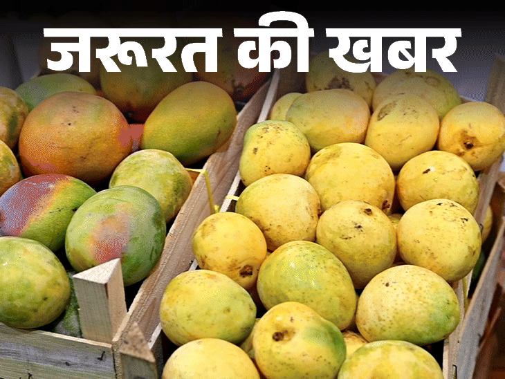 गर्मियों में आम खाने के अनेक फायदे:  दशहरी से अल्फांसो तक, भारत के विशेष आम की किस्में,  डाइट में इन तरीकों से करें शामिल