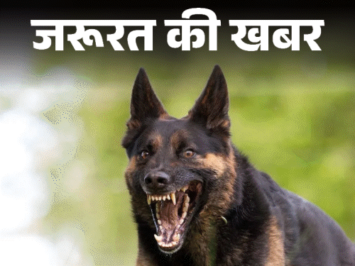 जरूरत की खबर- कुत्तों के हमले से बच्ची की मौत:  हर 5 डॉग बाइट विक्टिम में 1 बच्चा, समझें आवारा कुत्तों का बिहेवियर, खतरे के संकेत