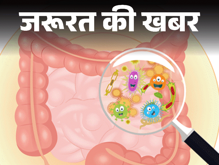 जरूरत की खबर- हमारे पेट के अंदर हैं अरबों बैक्टीरिया:  खाना ऐसा खाएं कि ये बैक्टीरिया खुश रहें, ये हैं 8 बेस्ट प्रोबायोटिक फूड