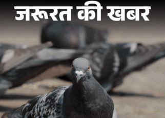 जरूरत की खबर- कबूतरों की बीट जानलेवा:  सांस की बीमारी से लेकर लंग ट्रांसप्लांट तक का खतरा, एक्सपर्ट से जानें बचाव के 6 तरीके