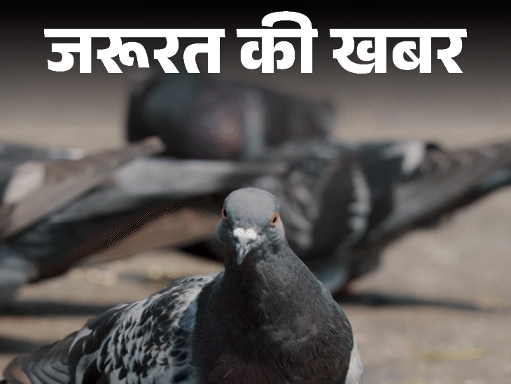 जरूरत की खबर- कबूतरों की बीट जानलेवा:  सांस की बीमारी से लेकर लंग ट्रांसप्लांट तक का खतरा, एक्सपर्ट से जानें बचाव के 6 तरीके