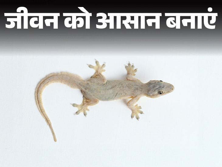 जीवन को आसान बनाएं- आप भी हैं छिपकलियों से परेशान:  इन 5 कारणों से घर में आती हैं छिपकलियां, भगाने के लिए अपनाएं 10 उपाय