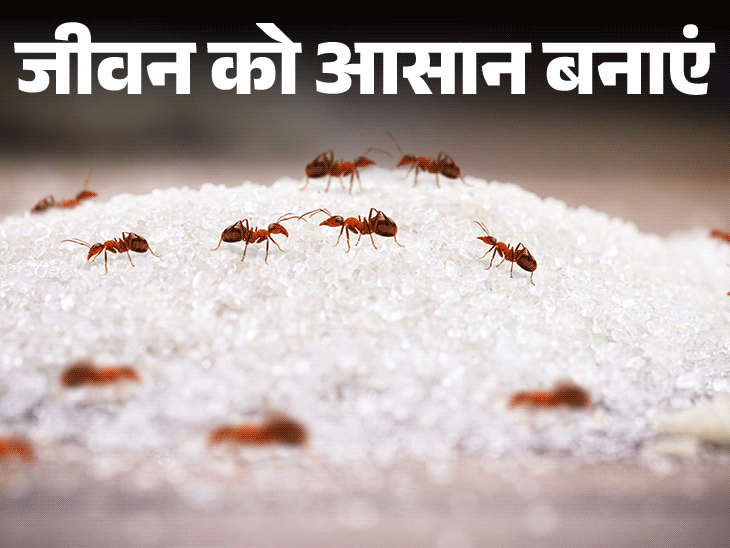 जीवन को आसान बनाएं- चींटियों से हैं परेशान: कैसे पाएं छुटकारा, इन 6 कारणों से आती हैं चींटियां, उन्हें भगाने के 11 घरेलू टिप्स जीवन को आसान बनाएं- चींटियों से हैं परेशान: कैसे पाएं छुटकारा, इन 6 कारणों से आती हैं चींटियां, उन्हें भगाने के 11 घरेलू टिप्स