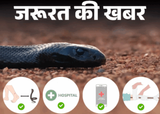 जरूरत की खबर- मानसून में बढ़ता सांप काटने का जोखिम:  घर को कैसे रखें सुरक्षित, सांप काटे तो तुरंत करें ये 5 काम, न करें 4 गलतियां