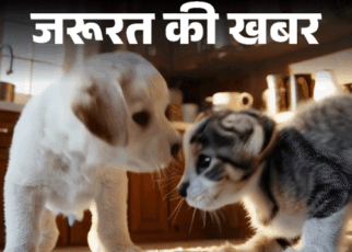 जरूरत की खबर- मानसून में पेट्स में बढ़ता टिक्स इन्फेक्शन:  बारिश में देखभाल के 10 जरूरी टिप्स, कैसे रखें हाइजीन और डाइट का ख्याल