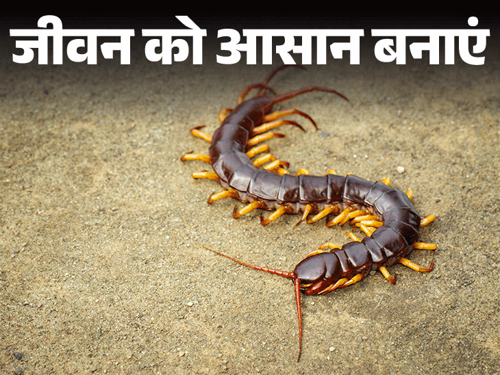 जीवन को आसान बनाएं- बारिश में निकलते कनखजूरे:  इन 5 कारणों से आते हैं घर में, छुटकारा पाने के 10 टिप्स, काटने पर ऐसे करें इलाज