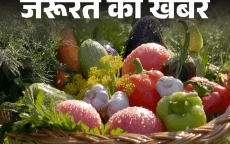 जरूरत की खबर- बारिश में न खाएं हरी सब्जियां:  बैंगन और मशरूम बिगाड़ सकते हैं सेहत, डॉक्टर से जानें कैसी हो मानसून डाइट