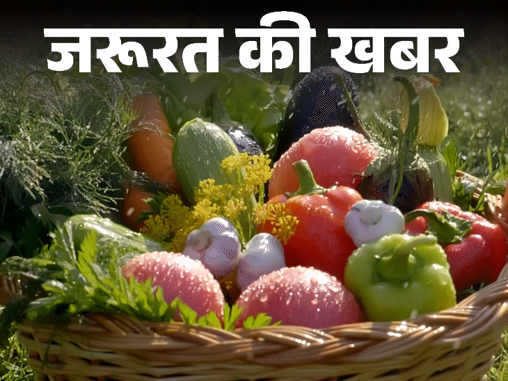 जरूरत की खबर- बारिश में न खाएं हरी सब्जियां: बैंगन और मशरूम बिगाड़ सकते हैं सेहत, डॉक्टर से जानें कैसी हो मानसून डाइट जरूरत की खबर- बारिश में न खाएं हरी सब्जियां: बैंगन और मशरूम बिगाड़ सकते हैं सेहत, डॉक्टर से जानें कैसी हो मानसून डाइट