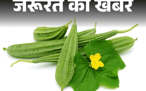 जरूरत की खबर- तुरई के 9 हेल्थ बेनिफिट्स:  कैल्शियम-पोटेशियम से भरपूर, वेटलॉस में मददगार, डॉक्टर से जानें किसे नहीं खाना चाहिए
