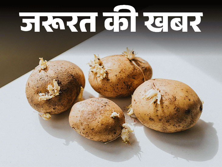 जरूरत की खबर- अंकुरित आलू में टॉक्सिक कंपाउंड:  खाने से हो सकती हैं 6 हेल्थ प्रॉब्लम्स, जानें आलू को स्टोर करने का सही तरीका
