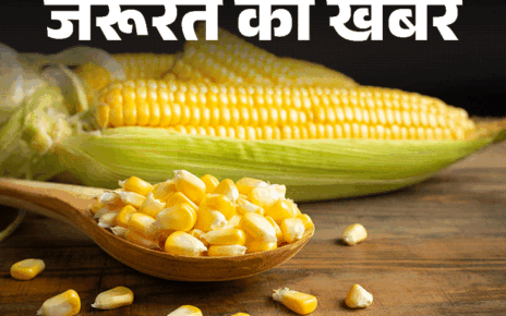 जरूरत की खबर- मानसून का बेस्ट स्नैक्स भुट्टा:  प्रोटीन, पोटेशियम से भरपूर, इम्यूनिटी बढ़ाए, डॉक्टर से जानें किसे नहीं खाना चाहिए