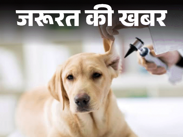 जरूरत की खबर- पेट डॉग को स्किन इन्फेक्शन:  फैल सकता है इंसानों में भी, बचाएं स्किन डिजीज से, जानें बचाव के टिप्स और सावधानियां