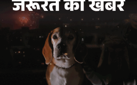 जरूरत की खबर- दिवाली पर घरेलू पेट्स की सेफ्टी:  पटाखों की आवाज से डर, प्रदूषण से सांस की समस्या, 13 पेट्स केयर टिप्स