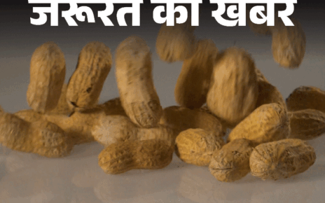 जरूरत की खबर- सर्दियों का सुपरफूड मूंगफली: न्यूट्रिशन का खजाना, वेटलॉस डाइट, इन बीमारियों से बचाए, जानें किन्हें नहीं खानी चाहिए जरूरत की खबर- सर्दियों का सुपरफूड मूंगफली: न्यूट्रिशन का खजाना, वेटलॉस डाइट, इन बीमारियों से बचाए, जानें किन्हें नहीं खानी चाहिए
