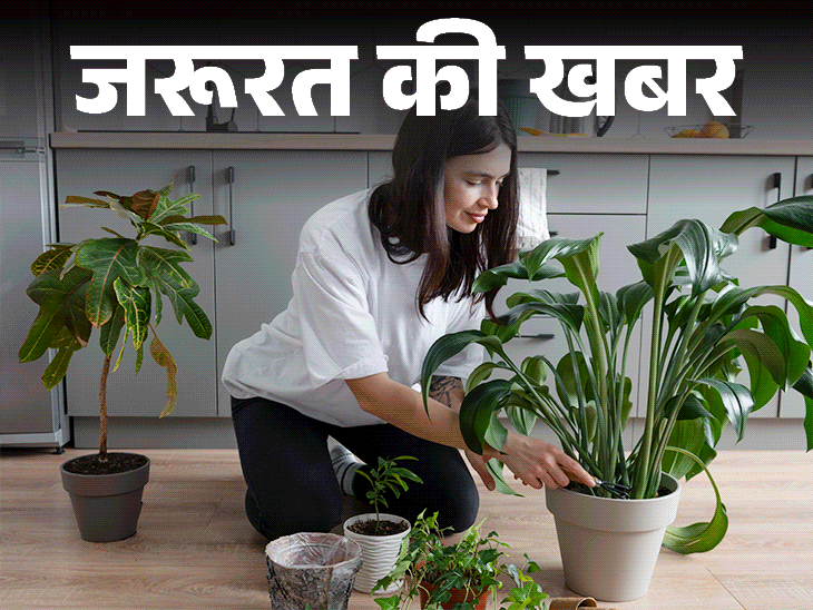 जरूरत की खबर- ये 15 पौधे हैं नेचुरल एयर प्यूरीफायर:  हवा रखें साफ, बढ़ाएं ह्यूमिडिटी, जानें इनडोर प्लांट्स के 10 हेल्थ बेनिफिट्स