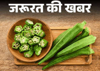 जरूरत की खबर- भिंडी खाने से तेज होता दिमाग:  फाइबर से भरपूर, न्यूट्रिशन का पावरहाउस, डॉक्टर से जानें किसे नहीं खानी चाहिए