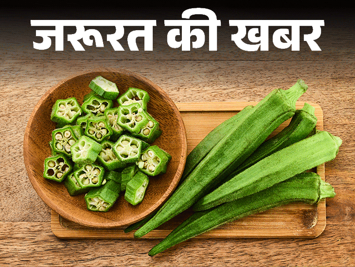 जरूरत की खबर- भिंडी खाने से तेज होता दिमाग:  फाइबर से भरपूर, न्यूट्रिशन का पावरहाउस, डॉक्टर से जानें किसे नहीं खानी चाहिए