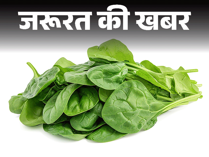 जरूरत की खबर- 100 ग्राम पालक में 310% विटामिन A:  न्यूट्रिशनिस्ट से जानें पालक के 10 हेल्थ बेनिफिट्स, साथ ही किसे नहीं खाना चाहिए