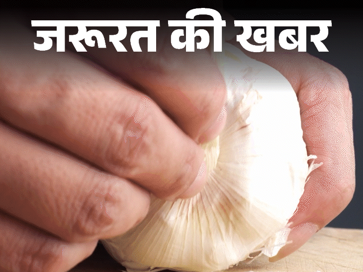 जरूरत की खबर- काला लहसुन है सेहत का खजाना:  ज्यादा एंटीऑक्सिडेंट, पचने में आसान, जानें हेल्थ बेनिफिट्स, किन्हें नहीं खाना चाहिए