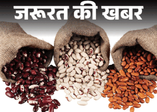 जरूरत की खबर- बीन्स खाने से लंबी होती है उम्र:  सॉल्यूबल फाइबर कोलेस्ट्रॉल कम करे, हार्ट को रखे हेल्दी, जानें किसे नहीं खाना चाहिए