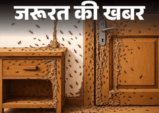 जरूरत की खबर- 12 कारणों से घर में लगते दीमक:  बचाव के लिए जरूरी 18 सावधानियां, टर्माइट ट्रीटमेंट में न करें ये 10 गलतियां