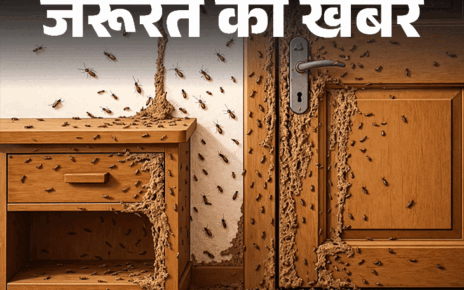 जरूरत की खबर- 12 कारणों से घर में लगते दीमक:  बचाव के लिए जरूरी 18 सावधानियां, टर्माइट ट्रीटमेंट में न करें ये 10 गलतियां