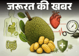 जरूरत की खबर- कटहल के 12 हेल्थ बेनिफिट्स:  इसका फाइबर पेट को रखे साफ, ब्लड प्रेशर रखे दुरुस्त, लेकिन एक बार में ज्यादा न खाएं