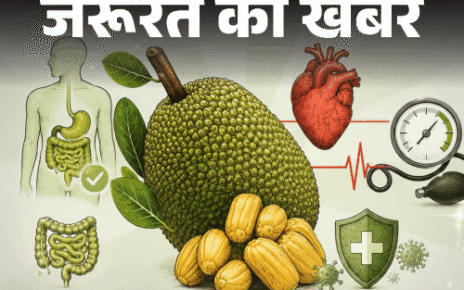 जरूरत की खबर- कटहल के 12 हेल्थ बेनिफिट्स:  इसका फाइबर पेट को रखे साफ, ब्लड प्रेशर रखे दुरुस्त, लेकिन एक बार में ज्यादा न खाएं
