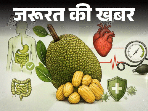 जरूरत की खबर- कटहल के 12 हेल्थ बेनिफिट्स:  इसका फाइबर पेट को रखे साफ, ब्लड प्रेशर रखे दुरुस्त, लेकिन एक बार में ज्यादा न खाएं