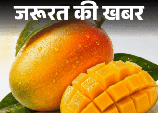 जरूरत की खबर- क्या डायबिटीज में आम खा सकते हैं:  क्या हैं आम के फायदे–नुकसान, खाने का सही तरीका, एक्सपर्ट से जानें हर सवाल का जवाब