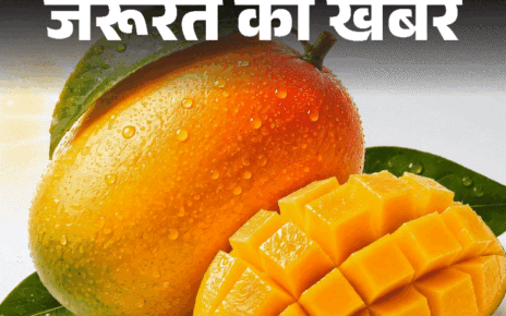 जरूरत की खबर- क्या डायबिटीज में आम खा सकते हैं:  क्या हैं आम के फायदे–नुकसान, खाने का सही तरीका, एक्सपर्ट से जानें हर सवाल का जवाब