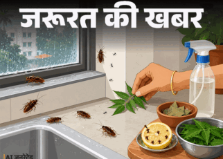 जरूरत की खबर- मानसून में बढ़ रहे कीड़े और कॉकरोच:  10 सावधानी रखेंगे तो कीड़े नहीं आएंगे, एक्सपर्ट से जानें भगाने के 7 घरेलू उपाय