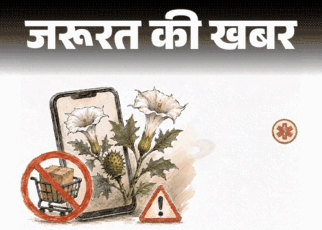 जरूरत की खबर- FDA ने रोकी धतूरे की ऑनलाइन बिक्री:  जानिए यह कितना खतरनाक, अगर गलती से खा लिया तो तुरंत क्या करें