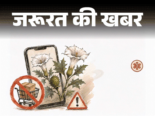 जरूरत की खबर- FDA ने रोकी धतूरे की ऑनलाइन बिक्री:  जानिए यह कितना खतरनाक, अगर गलती से खा लिया तो तुरंत क्या करें
