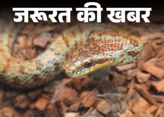 जरूरत की खबर- मानसून में बढ़ते सांप काटने के केस:  सांप काटे तो तुरंत करें ये 6 काम, ये 10 गलतियां न करें, बता रहे हैं डॉक्टर