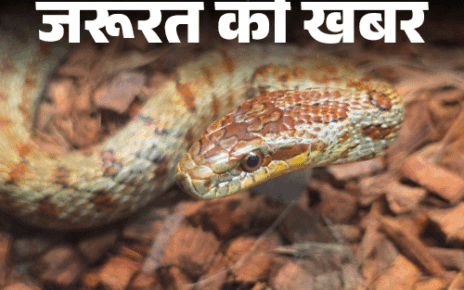 जरूरत की खबर- मानसून में बढ़ते सांप काटने के केस: सांप काटे तो तुरंत करें ये 6 काम, ये 10 गलतियां न करें, बता रहे हैं डॉक्टर जरूरत की खबर- मानसून में बढ़ते सांप काटने के केस: सांप काटे तो तुरंत करें ये 6 काम, ये 10 गलतियां न करें, बता रहे हैं डॉक्टर