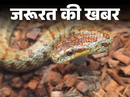 जरूरत की खबर- मानसून में बढ़ते सांप काटने के केस:  सांप काटे तो तुरंत करें ये 6 काम, ये 10 गलतियां न करें, बता रहे हैं डॉक्टर